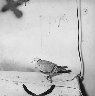 Harnessed Dove, R. Ballen 2000